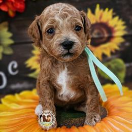 Enzo - Red  male Poodle puppy in Salem, Missouri from Meadowbrook Poodles