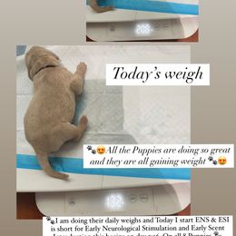 Bernedoodle and Goldendoodle Puppies from Lyon and Luna Goldendoodles Bernedoodles