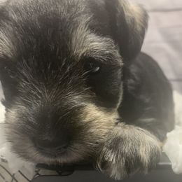 Girl 3 - Miniature Schnauzer puppy in Mountain Home, Idaho from Kissack Kennels