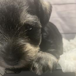 Girl 3 - Miniature Schnauzer puppy in Mountain Home, Idaho from Kissack Kennels