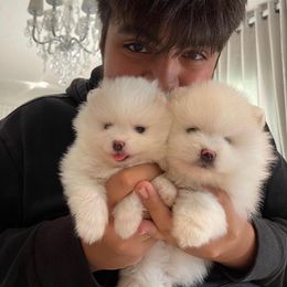 Pomeranian Puppies from Florida Loyals Pomeranian Breeder
