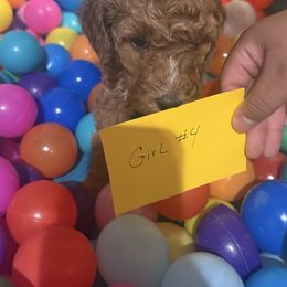 Girl 4 - Brown female Poodle puppy in Detroit, Michigan from Pretty Spoiled Spoos llc