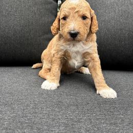 Firecracker - Apricot female Goldendoodle puppy in Gower, Missouri from Hillside Paws