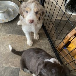 Aussiedoodle Puppies from Drew’s Aussies & Doodles