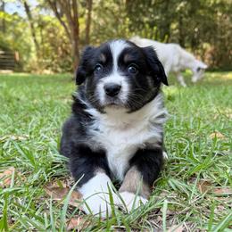 Juniper - Black tri female Miniature Australian Shepherd puppy in Lacombe, Louisiana from Indigo River Aussies