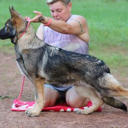 MOTO- Red Collar - Sable German Shepherd puppy in Crockett, Texas from Classic German Shepherds