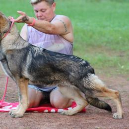 MOTO- Red Collar - Sable German Shepherd puppy in Crockett, Texas from Classic German Shepherds