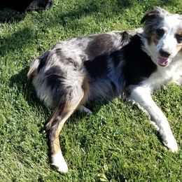 Aussiedoodles and Australian Shepherds from Columbia Basin Aussiedoodles