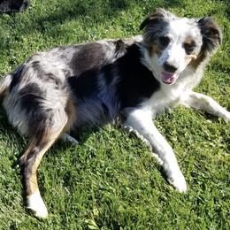 Aussiedoodles and Australian Shepherds from Columbia Basin Aussiedoodles