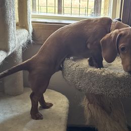 Dachshunds and Pembroke Welsh Corgis from Rocking LJ Breeding