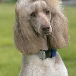 Swae - Poodle