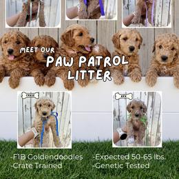 Goldendoodle Puppies from Arizona Darling Doodles