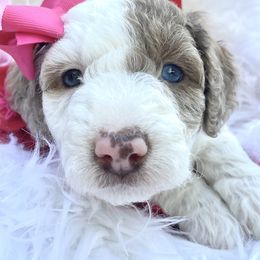 Aussiedoodle and Goldendoodle Puppies from Cuddly Doodles