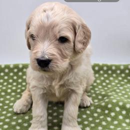 Washington - Apricot male Goldendoodle puppy in Neillsville, Wisconsin from Granton Creek