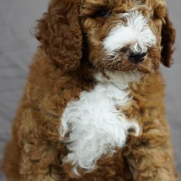 Aussiedoodle Puppies from Vesbach Doodle Valley Farm