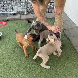 Cane Corso Puppies from Corso Empire