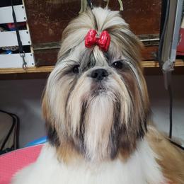 Shih Tzu Puppies from Trinity Shihtzu's So Calif
