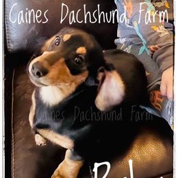 Ruby - Dachshund