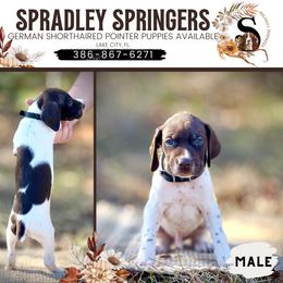 English Springer Spaniel and German Shorthaired Pointer Puppies from Spradley Springers