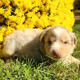 RMF - Red merle female Miniature Australian Shepherd puppy in Sandown, New Hampshire from Ashby Lou Aussies