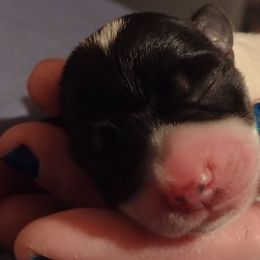 Boy 1 - Parti Miniature Schnauzer puppy in Burna, Kentucky from Sky & Ivy Farms