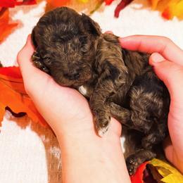 Tree - Chocolate male Goldendoodle puppy in Kissimmee, Florida from Poodle Doodle Kennels