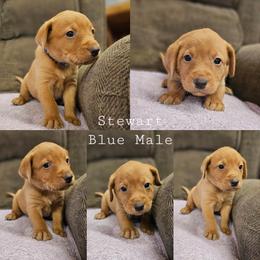 Stewart - Blue Collar - Yellow male Labrador Retriever puppy in Boyd, Minnesota from Lindley Labradors