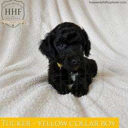 TUCKER - Yellow Collar Boy - Solid Black with white markings - Black male Poodle puppy in Charlo, Montana from Heavenly Hilltop Farm