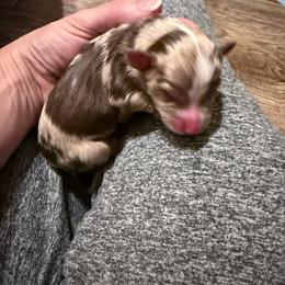 Levi - Red merle male Miniature Australian Shepherd puppy in Romney, West Virginia from South Branch Mini Aussies