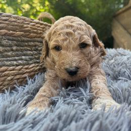 Lucy - Cream female Labradoodle puppy in English, Indiana from Doodle Darlings