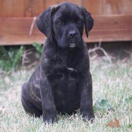 Girl 2 - Black brindle female Cane Corso puppy in Kaufman, Texas from Phantom Corsos