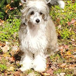 Nikki - Brown female Chinese Crested puppy in Union City, New Jersey from Marina Konstantinova's Cresteds
