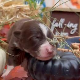 Paprika - Red tri-color female Australian Shepherd puppy in Inverness, Florida from Swamp Puppy Canine Kennel