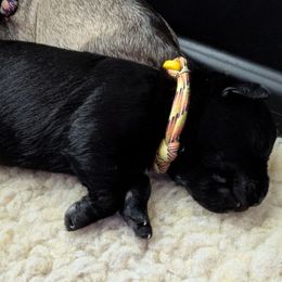 Girl 1 - Black female Miniature Schnauzer puppy in Brownwood, Texas from Texas Dreams Mini Schnauzers