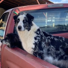 May May - Australian Shepherd