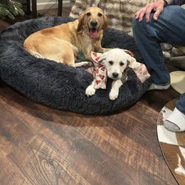 Green collar, Female - Cream female Cavapoo puppy in Lemoore, California from Linda's Puppies