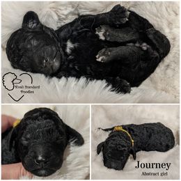 Poodle Puppies from Kvali Standard Poodles