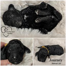 Poodle Puppies from Kvali Standard Poodles