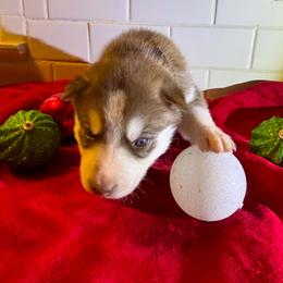 Siberian Husky Puppies from Hito's Huskies