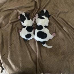 Miniature Schnauzer Puppies from hallie lively