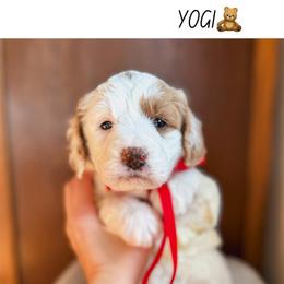 Yogi - Parti female Goldendoodle puppy in New Harmony, Indiana from Cottonwood Farms