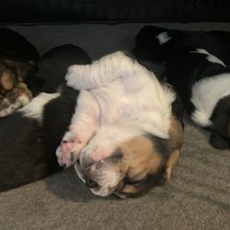 Basset Hound and Collie Puppies from Collegiate Bassets and Rheign Collies