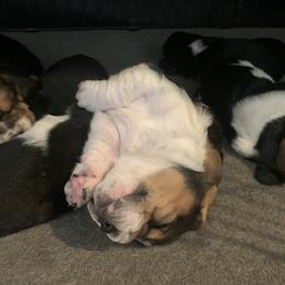 Basset Hound and Collie Puppies from Collegiate Bassets and Rheign Collies