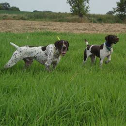 German Shorthaired Pointer All Grown Up from Shining Star GSP's