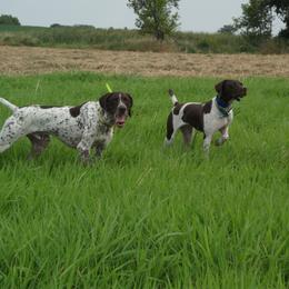 German Shorthaired Pointer All Grown Up from Shining Star GSP's
