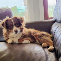 Sassy - Miniature Australian Shepherd