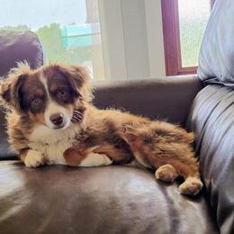 Sassy - Miniature Australian Shepherd