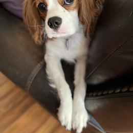 Cavalier King Charles Spaniel All Grown Up from Ayerloom Cavaliers