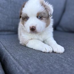 Red Merle Male - Red merle male Miniature Australian Shepherd puppy in Canton, Texas from M&M Aussies