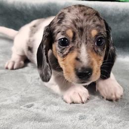 Bailey Brindle - Dapple female Dachshund puppy in Anaconda, Montana from Williams Family Dachshunds